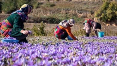 واکنش عجیب طالبان به قاچاق زعفران از ایران