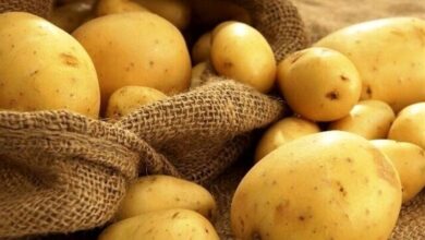 با احتکارکنندگان سیب زمینی در اردبیل برخورد می شود