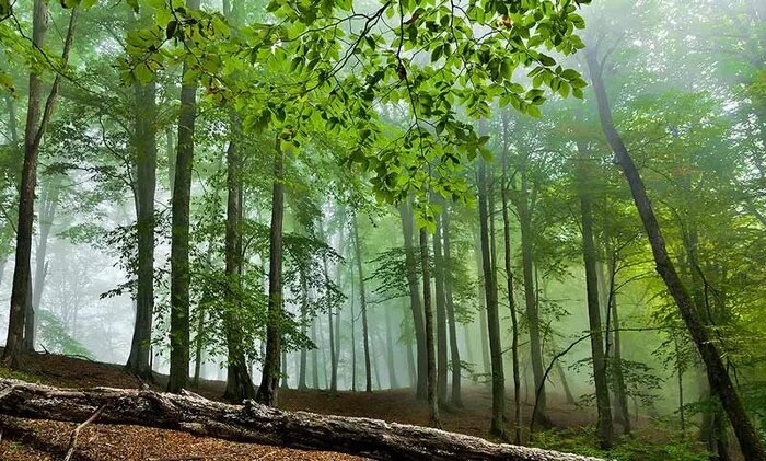 ماجرای قطع ۴۰ اصله درخت در کجور نوشهر از زبان رئیس منابع طبیعی