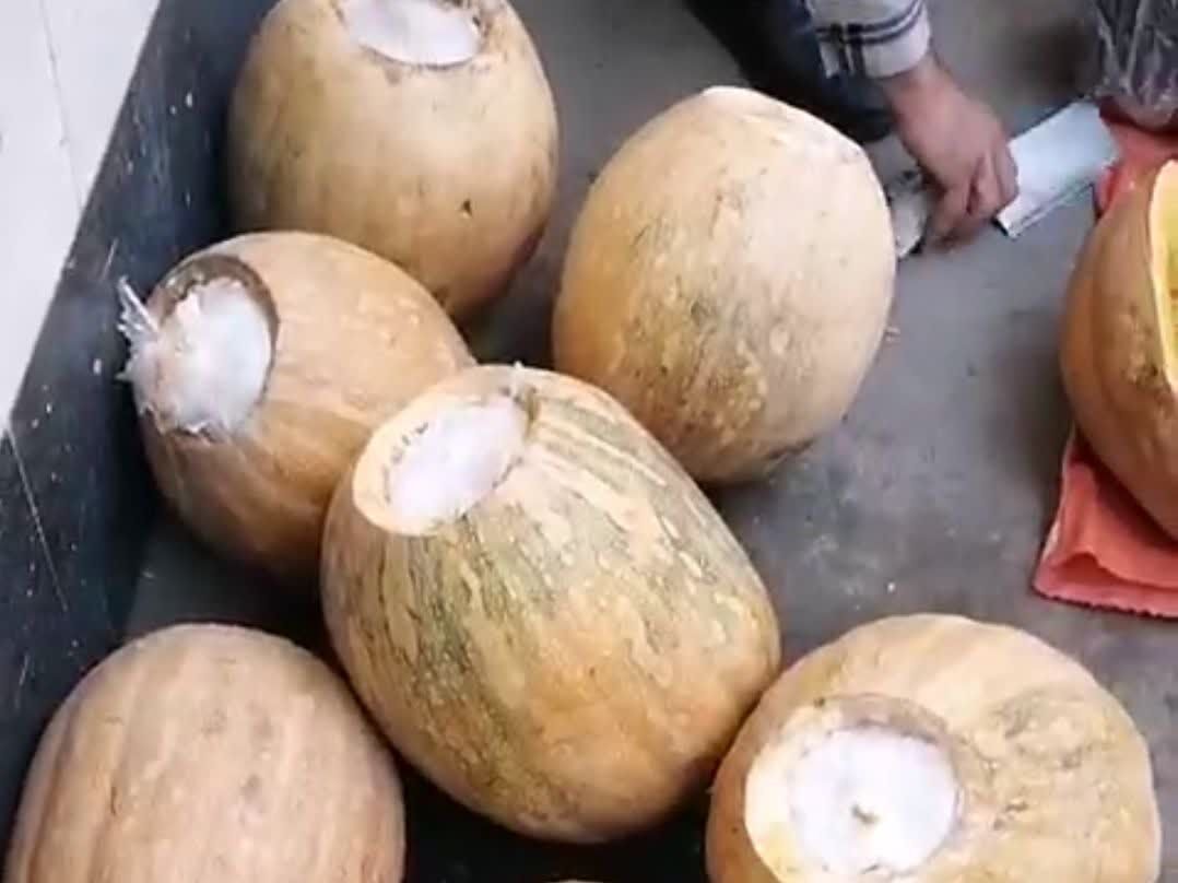 کشف مواد مخدر در کدو تنبل (+عکس)