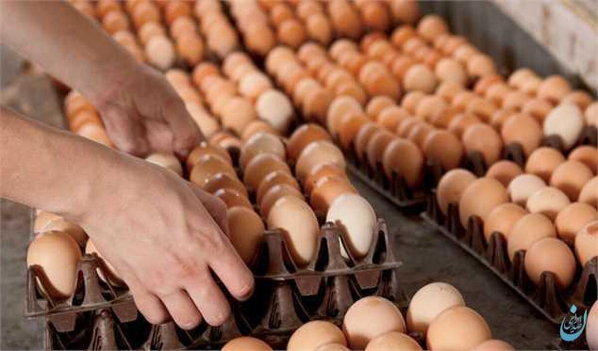 قیمت تخم مرغ در بازارهای میوه و تره بار چقدر است؟