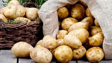 قیمت سیبزمینی تا ۱۰ روز آینده کاهش مییابد