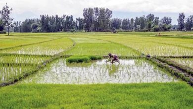 کشت محصولات پر آب‌بر در ایلام ممنوع شد