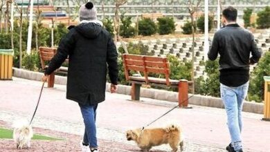 اجرای طرح ویژه برخورد با سگگردانی در اصفهان