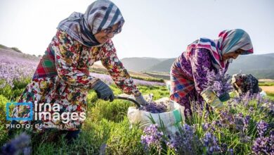 کشت «اسطوخودوس» (+عکس)