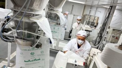 تولید بیش از ۷۲۱ هزار تن شکر سفید در توسعه نیشکر