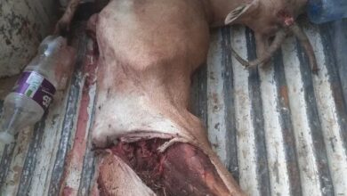 انهدام باند بزرگ شکار و قاچاق حیات‌وحش در پارک ملی بمو