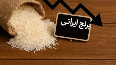 حراج برنج ایرانی کاهش ۲۰ درصدی قیمت برنج در آستانه فصل برداشت