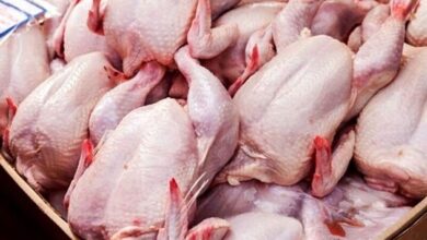 قیمت مرغ ۱۵ هزار تومان بالاتر از نرخ مصوب علت افزایش را وزیر جهاد کشاورزی تشریح کرد
