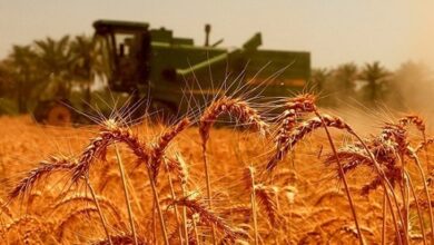 مطالبات گندم‌کاران معوق و مزارع خشک واردات دلاری و خرید داخلی ریالی؟