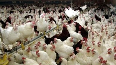 ماجرای خفه کردن مرغها با گاز در مرغداریها
