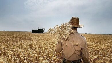 هشدار مجلس به دولت مطالبات گندمکاران باید فوری پرداخت و جریمه تاخیر اجرا شود