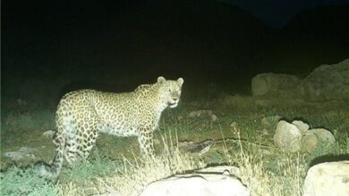 رخ‌نمایی پلنگ در قلب فیروزکوه