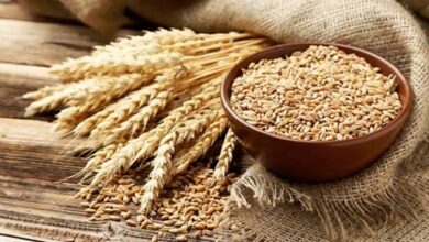 کاهش چشمگیر خرید تضمینی گندم و چالش‌های پیش‌روی واردات