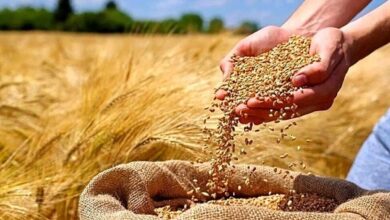وزیر جهاد تعیین قیمت گندم را به هفته آینده موکول کرد