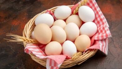 قیمت جدید تخم‌مرغ اعلام شد آغاز خرید حمایتی از هفته آینده