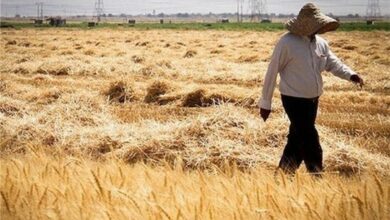 حق بیمه مانع واریز باقی مطالبات گندمکاران شد