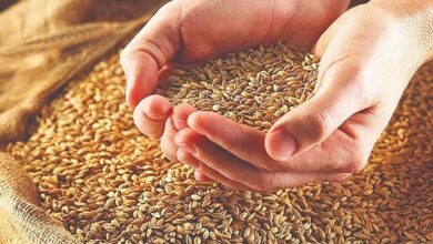 توافق نهایی قیمت خرید تضمینی گندم در آستانه اعلام رسمی