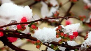 هشدار هواشناسی برای سرمازدگی باغات در شرق کشور