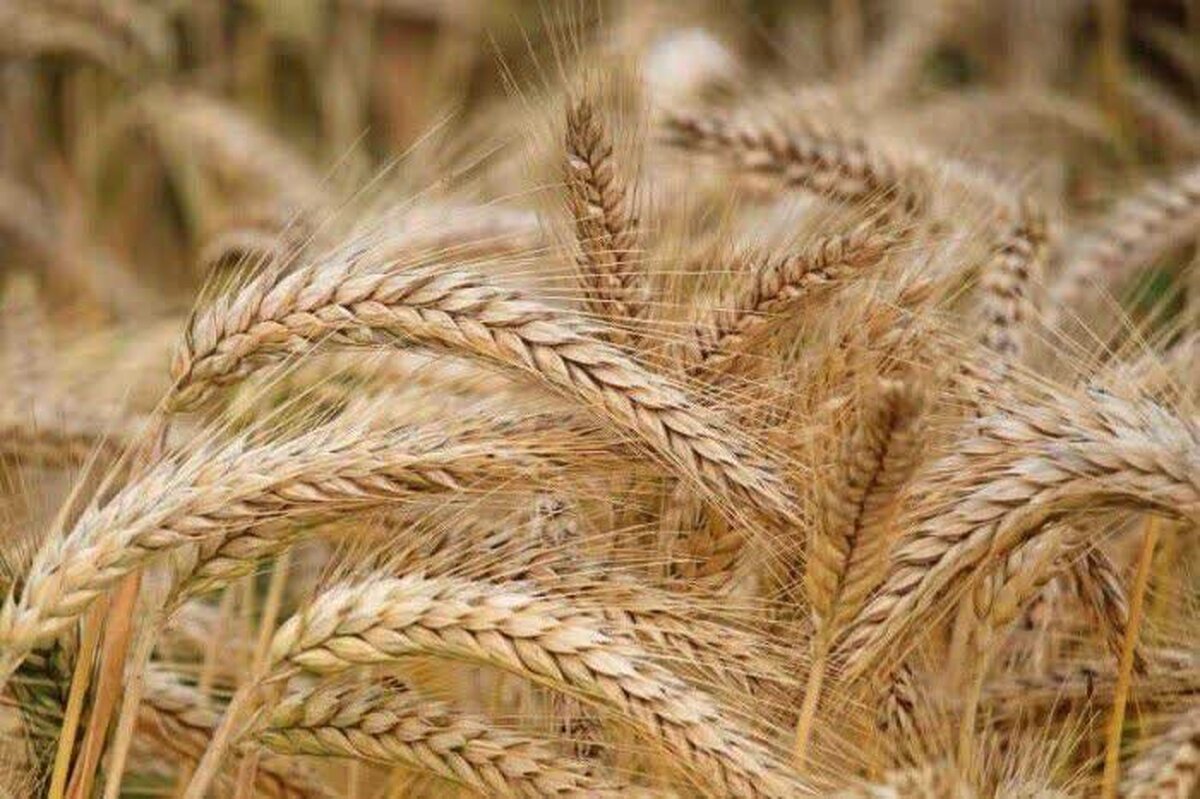 قیمت تضمینی گندم ۵۰ هزار تومان شد