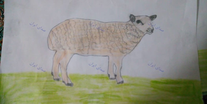 گوسفند اریا 11 ساله