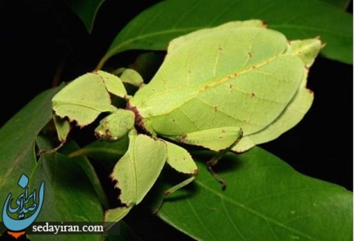 حشره ی برگی بسیار زیبا